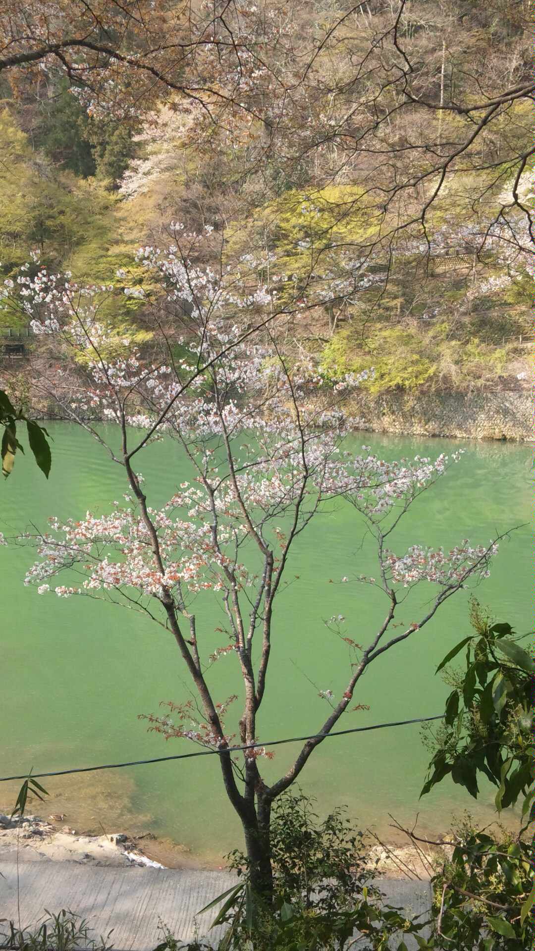 保津川と大覚寺の桜