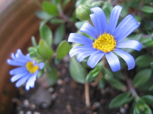 お花さん