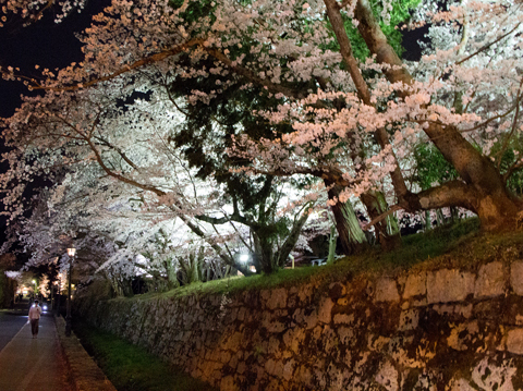 春を満喫する桜たち　（浜大津・三井寺）
