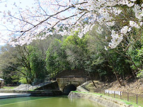 桜の水路　（山科・琵琶湖疏水）