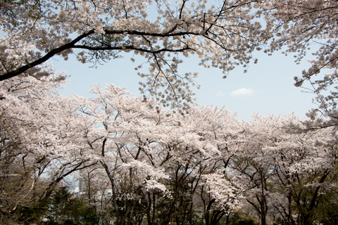 琵琶湖に咲く桜　（大津・皇子が丘公園）