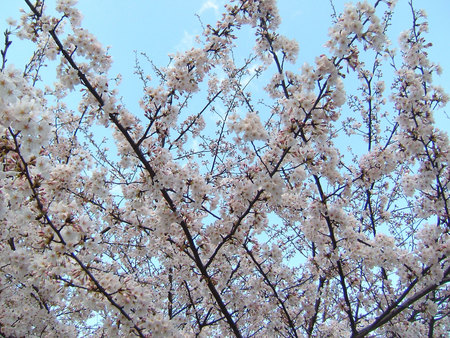 白川の桜２