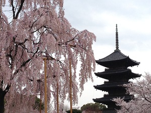 五重の塔と枝垂れ桜