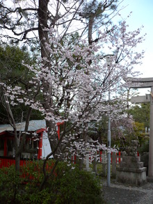 早咲き桜（車折神社）