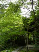 蓮華寺の新緑