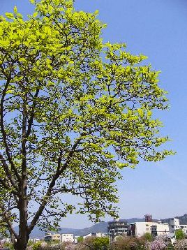 陽春の京都