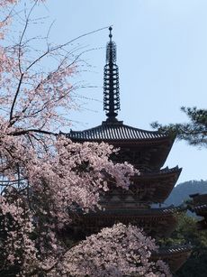 醍醐寺　霊宝館の枝垂れ桜