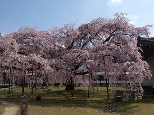 醍醐寺　霊宝館の枝垂れ桜
