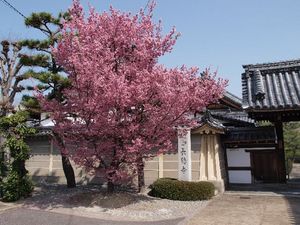 春の兆し：五条の「木蓮」と長徳寺の「おかめ桜」
