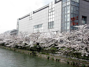 岡崎の桜　と　五条の弁慶さん