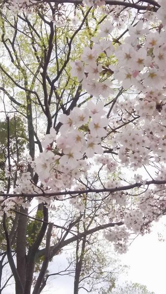 大阪城公園と学校裏でお花見。