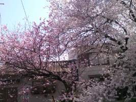 先日の桜が…