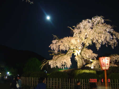 夜桜in円山公園！
