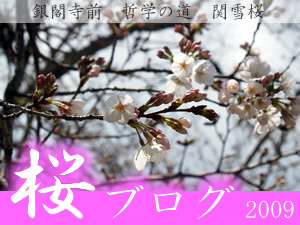 桜ブログ0326　曇