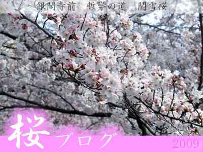 桜ブログ0405　快晴