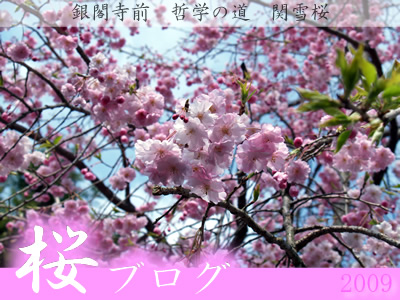 桜ブログ0405　快晴