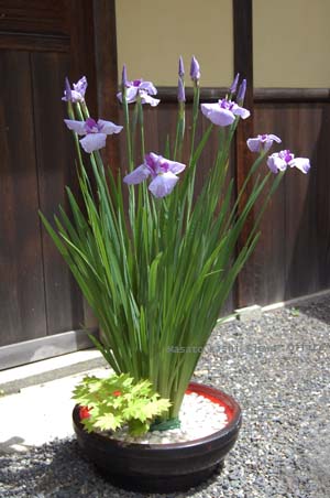 板屋楓(イタヤカエデ)。