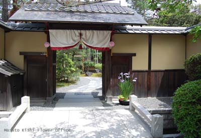 板屋楓(イタヤカエデ)。