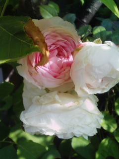 今日の薔薇・6・4