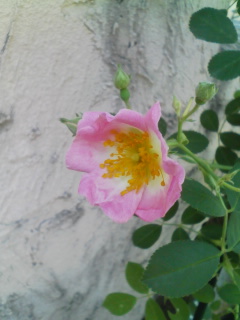 今日の薔薇・6・4