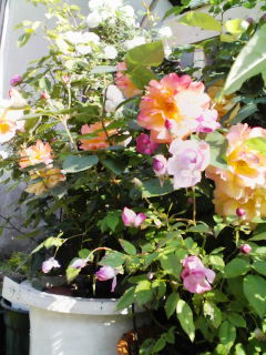 京都・朝日とともに～薔薇ガーデン