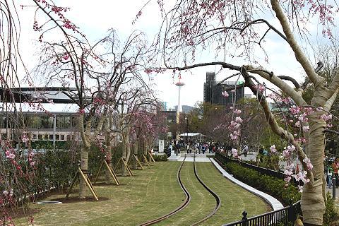 初めての桜　（梅小路・市電公園）