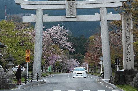 車も楽しい桜のトンネル　（滋賀・日吉大社）