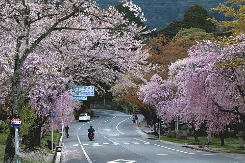 車も楽しい桜のトンネル　（滋賀・日吉大社）