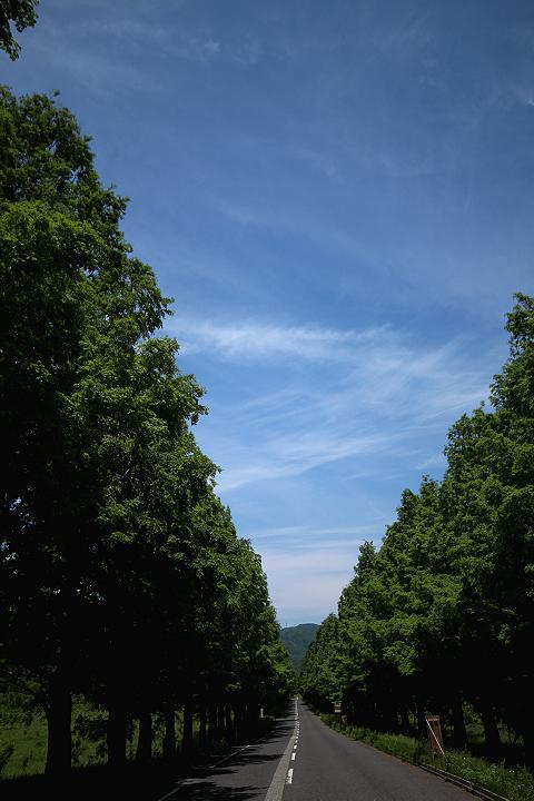 青空を目指す新緑の木々　（滋賀・マキノ高原）