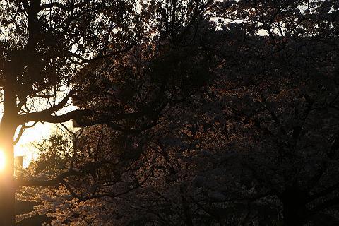 夕暮れ時の桜　（鴨川）