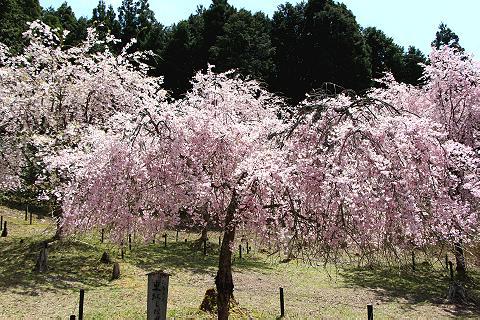 桜の花のささやき　（京北・宝泉寺）