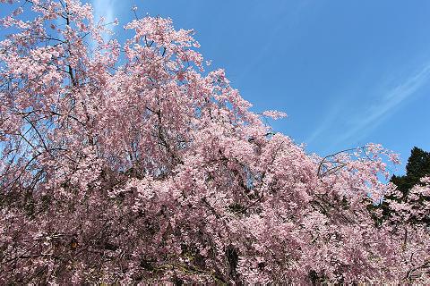 桜の花のささやき　（京北・宝泉寺）