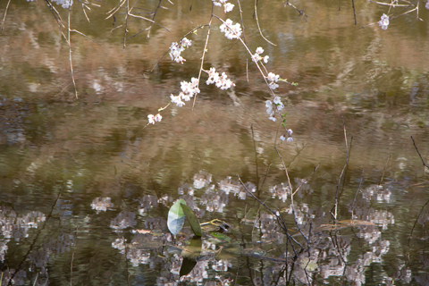 水面に咲く桜　（京都御苑）