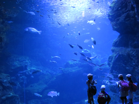 秘密の海底探検　（京都水族館）