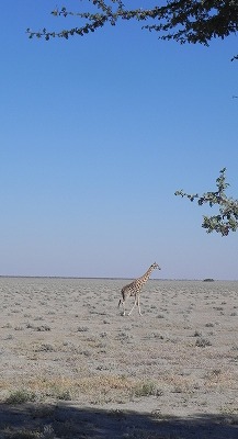 ナミビア旅行5日間（5日目）　野生動物の宝庫「エトーシャ国立公園」をサファリドライブ
