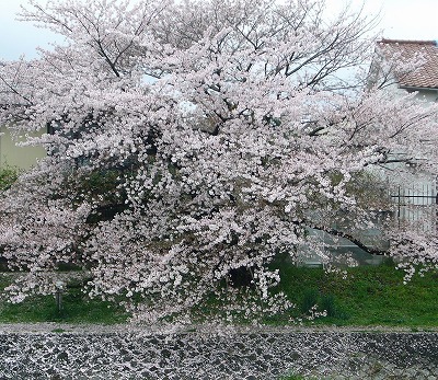 花便り　高野川と御所の桜♪