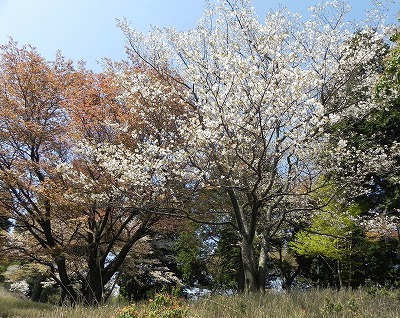 霊峰 比叡山の山桜