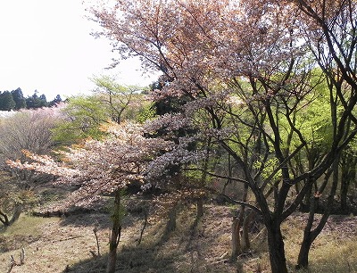 霊峰 比叡山の山桜