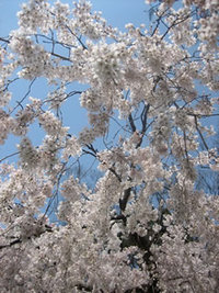 桜景色が京都に広がる。