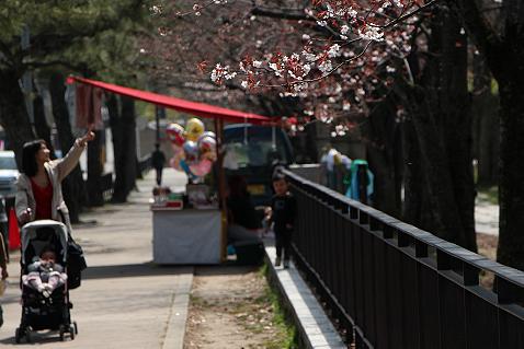 桜が咲きだしたよ！　（京都市動物園前）