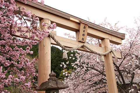 百年桜　（京北・春日神社）