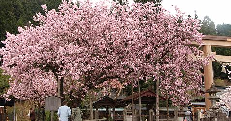 百年桜　（京北・春日神社）