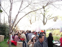 桜祭り…