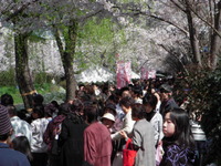 桜祭り…