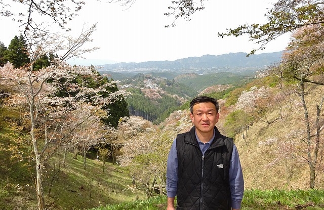吉野の桜