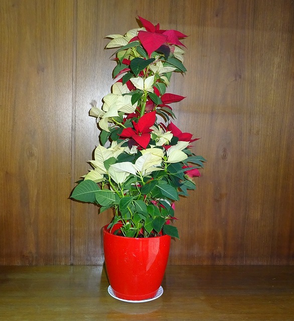 クリスマス カラー　