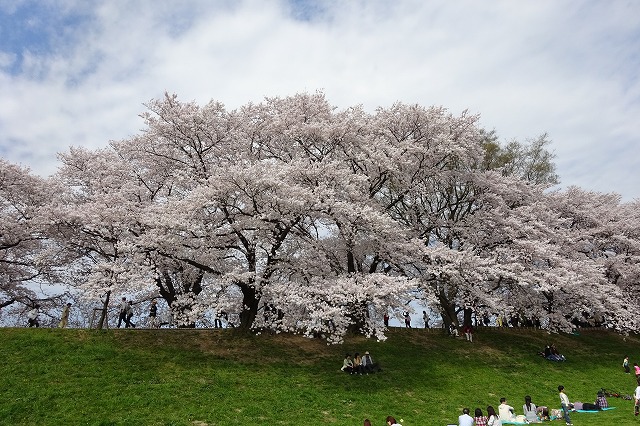 背割堤