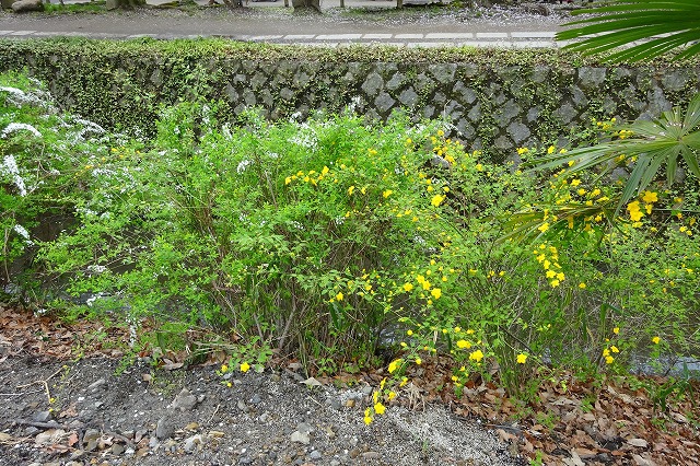 哲学の道