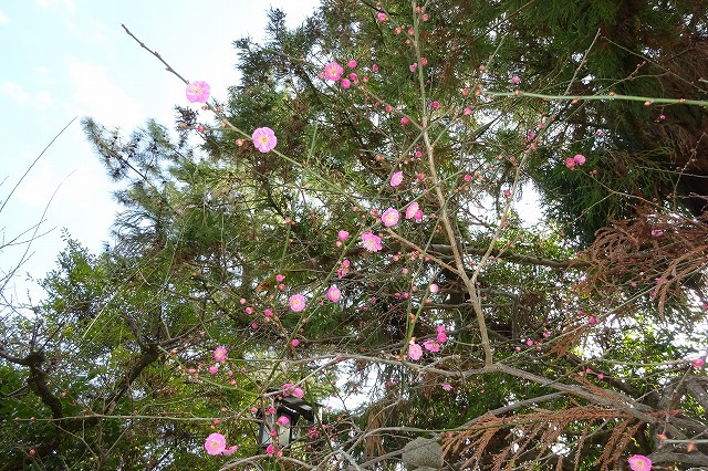 北野天満宮の梅