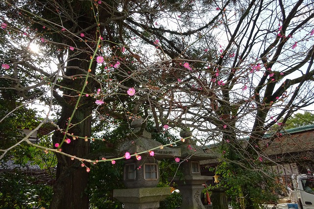 北野天満宮の梅